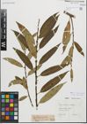 Foto von Salix fragilis L. x Salix triandra L.